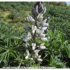 White Lupine, Lupine des Champs, Lupinus Albus